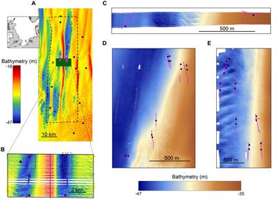 Conservation Implications of Sabellaria spinulosa Reef Patches in a Dynamic Sandy-Bottom Environment